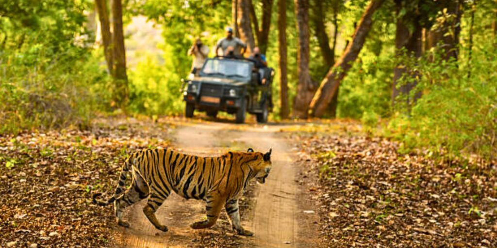 explore Jim Corbett Special